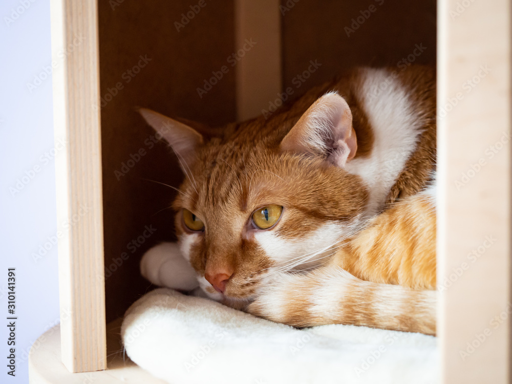 Ginger and white cat lying in cat bed Ginger and white cat lying in cat bed