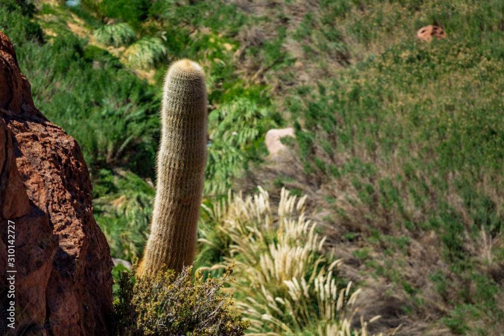 Huge cactus in the wild with text space Huge cactus in the wild with text space
