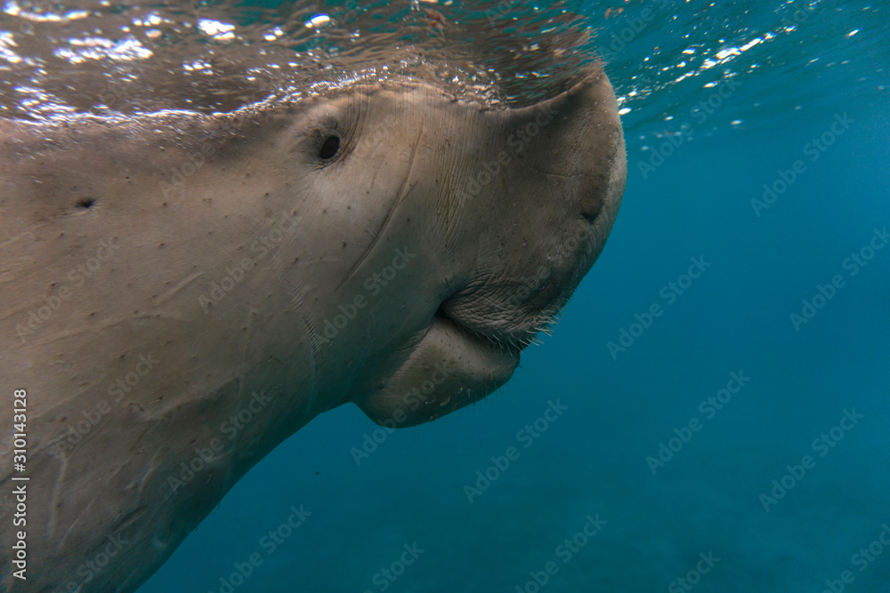 Obraz premium Sea cow or (Dugong) swiming in sea. 
