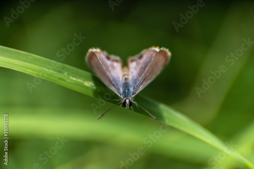butterfly standing on a grass