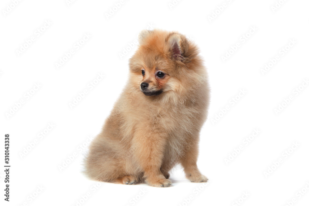 Pomeranian yellow puppy dog in the studio Pomeranian yellow puppy dog in the studio