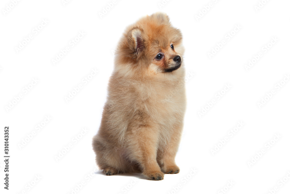 Pomeranian yellow puppy dog in the studio Pomeranian yellow puppy dog in the studio