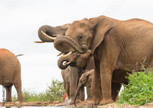 Sticker African elephants at waterhole Madikwe
