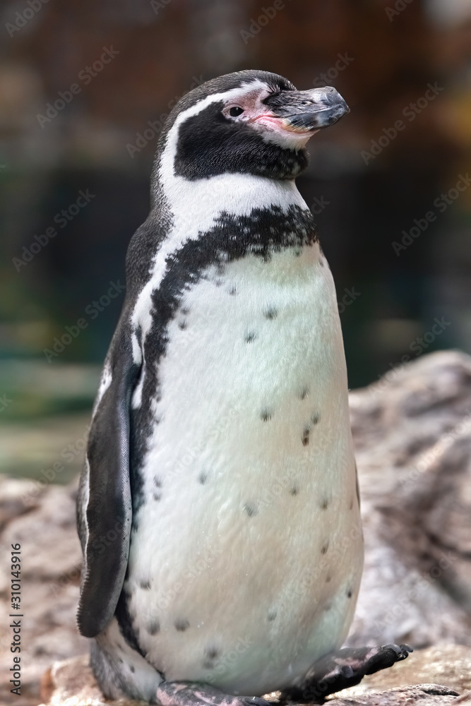 Obraz premium Funny humboldt penguin on the rocks. Sea water background