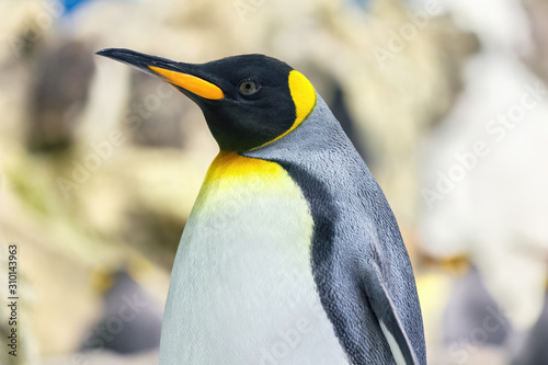 Emperor penguin the cold antarctic posing laterally