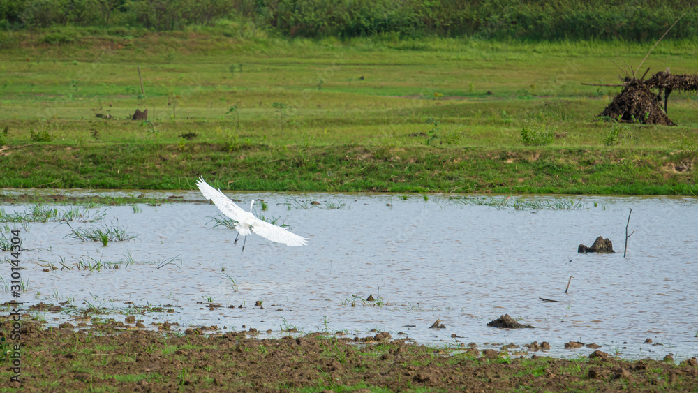 White Egret wading in the dry river and hunting.Great Egret looking for fish in rice field thailand.