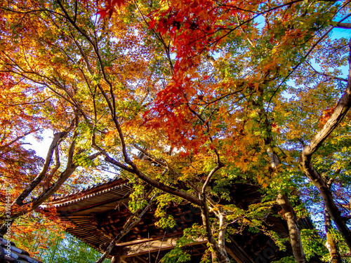 【静岡県伊豆】修禅寺境内の鐘楼とモミジ【秋】