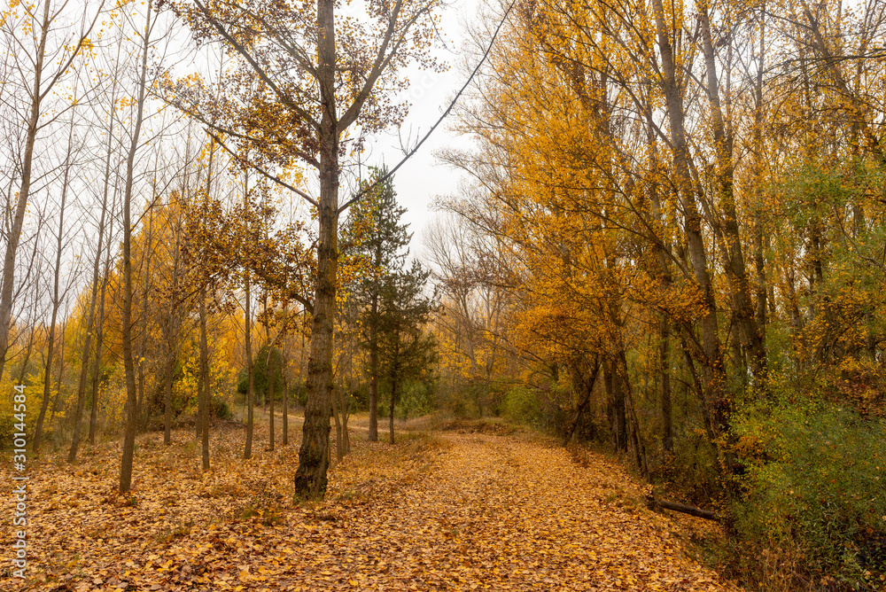 Fototapeta premium Road through a forest in autumn, Soria