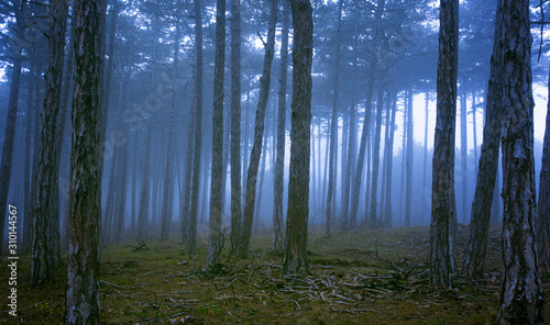 deep dark forest on misty morning 