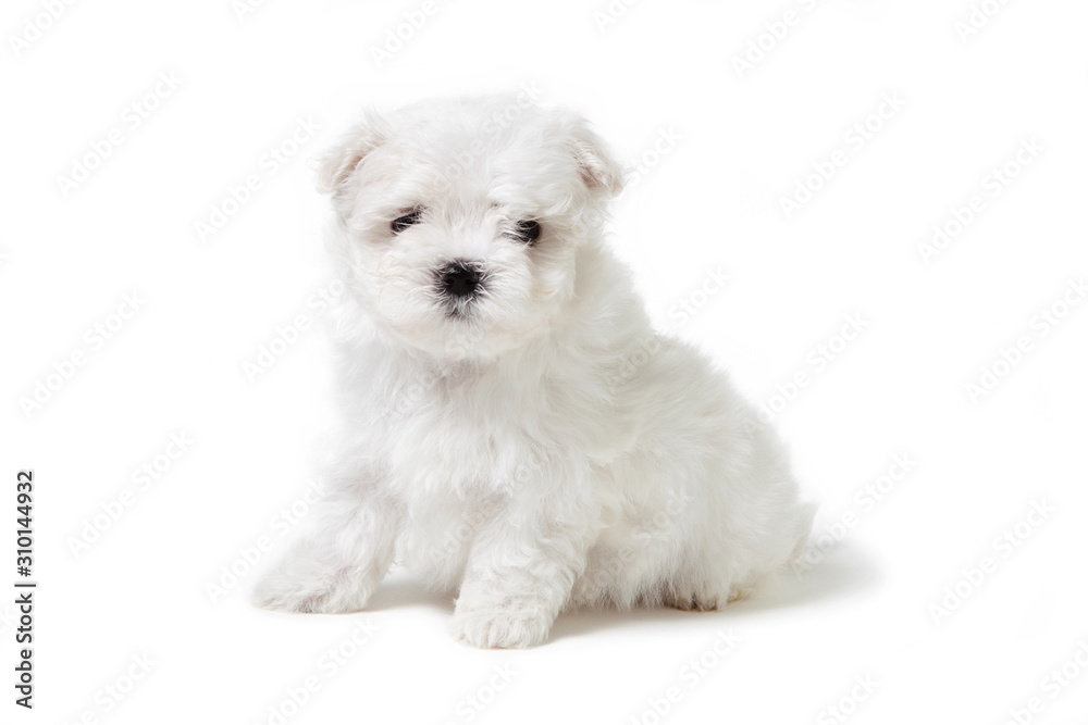 cute puppy lap dog in the studio cute puppy lap dog in the studio