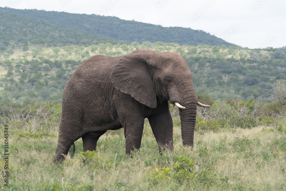 elephant in kenya