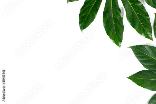 Green aralia leaves on white background with copy space