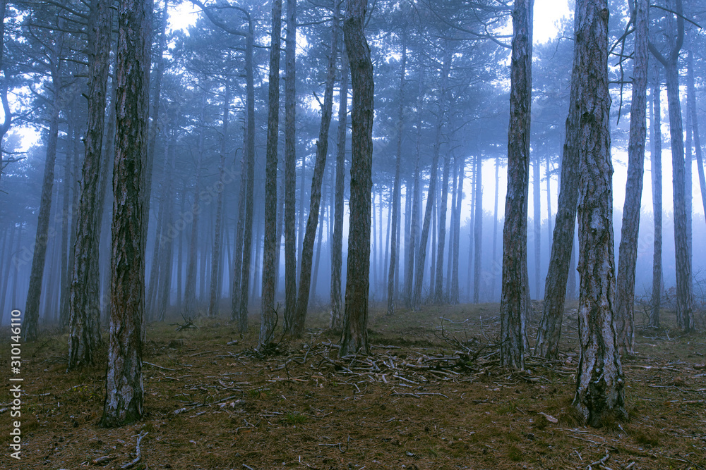 misty autumn forest misty autumn forest
