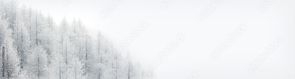 Fototapeta Zimowy krajobraz z lasem