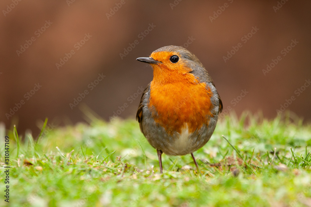 European robin (Erithacus rubecula) feeding on the ground. Spain European robin (Erithacus rubecula) feeding on the ground. Spain