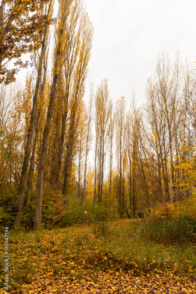 Fototapeta premium Road through a forest in autumn, Soria