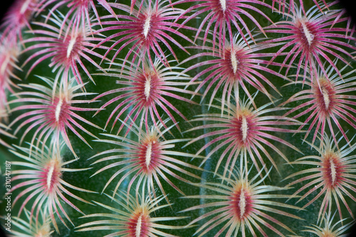 Pattern of echinocereus cactus or rainbow cactus in the flower pot.