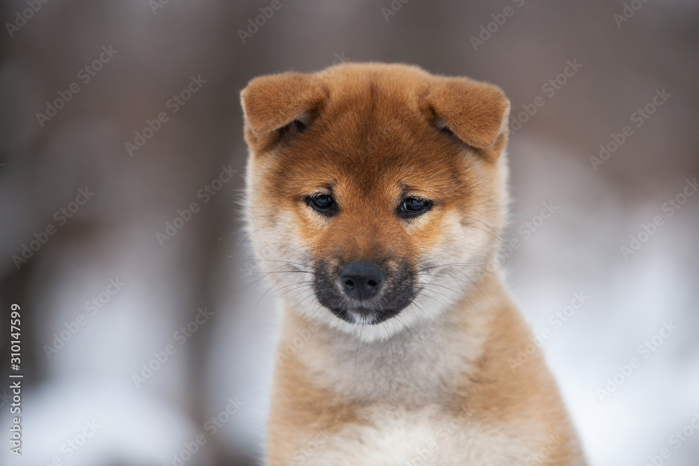 cute shiba inu puppy sitting on a wooden bench in winter. Japanese shiba inu dog in the snow