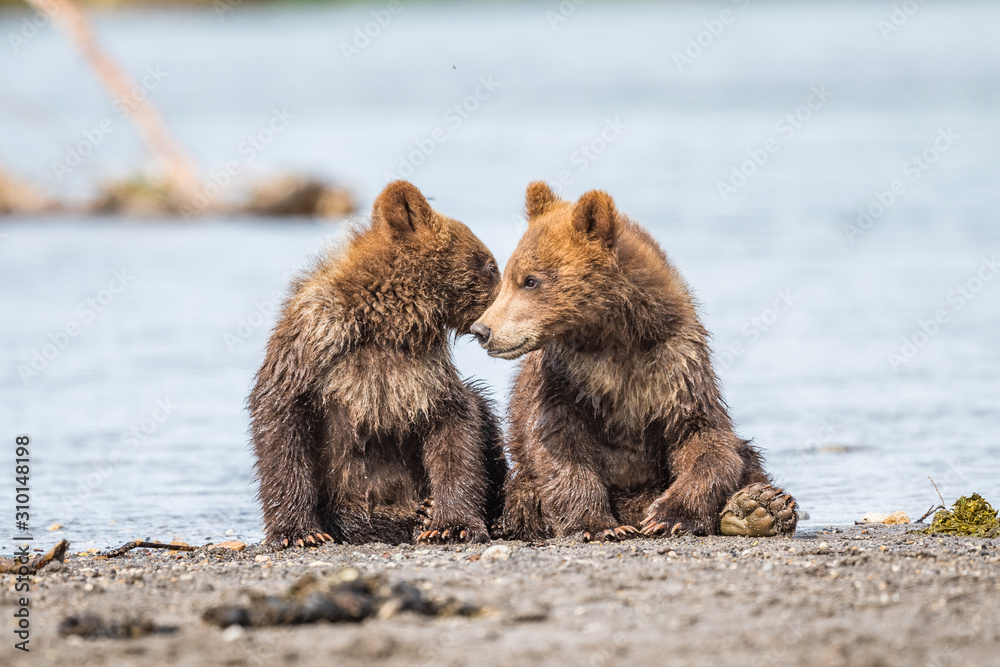Obraz premium Ruling the landscape, brown bears of Kamchatka (Ursus arctos beringianus)