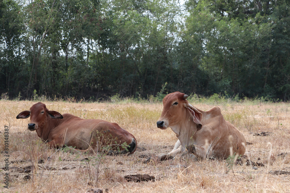 Two cows laying down in the grassland. Two cows laying down in the grassland.