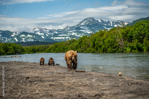 Ruling the landscape, brown bears of Kamchatka (Ursus arctos beringianus)