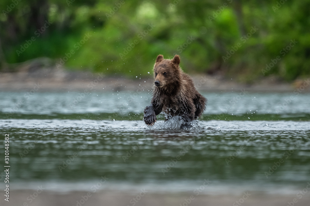 Ruling the landscape, brown bears of Kamchatka (Ursus arctos beringianus) Ruling the landscape, brown bears of Kamchatka (Ursus arctos beringianus)
