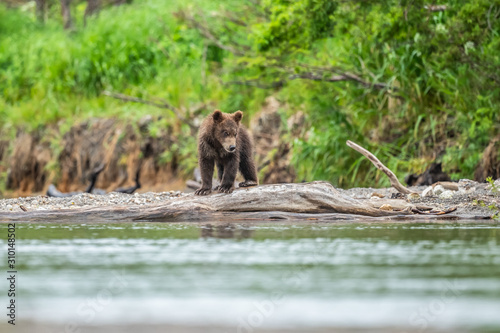 Ruling the landscape, brown bears of Kamchatka (Ursus arctos beringianus)