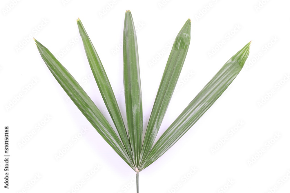 Green palm leaves (Livistona Rotundifolia palm tree)