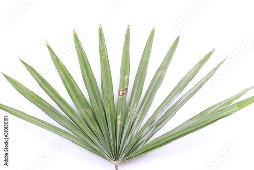 Green palm leaves  Livistona Rotundifolia palm tree 