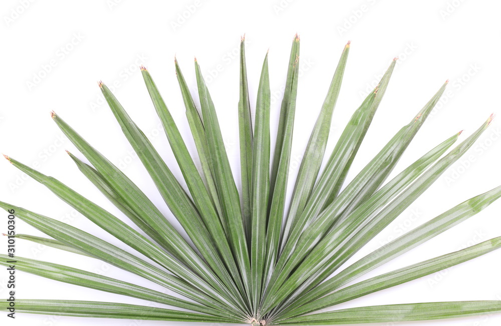 Green palm leaves (Livistona Rotundifolia palm tree) Green palm leaves (Livistona Rotundifolia palm tree)
