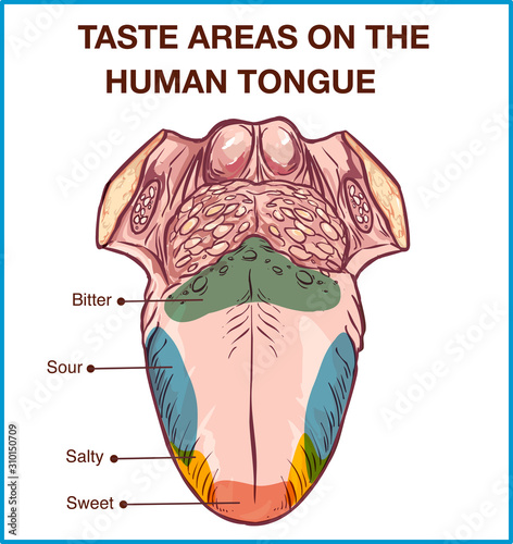 Vector - Color map of taste receptors in the tongue, four flavors - sweet, sour, bitter, salty. Vector illustration.