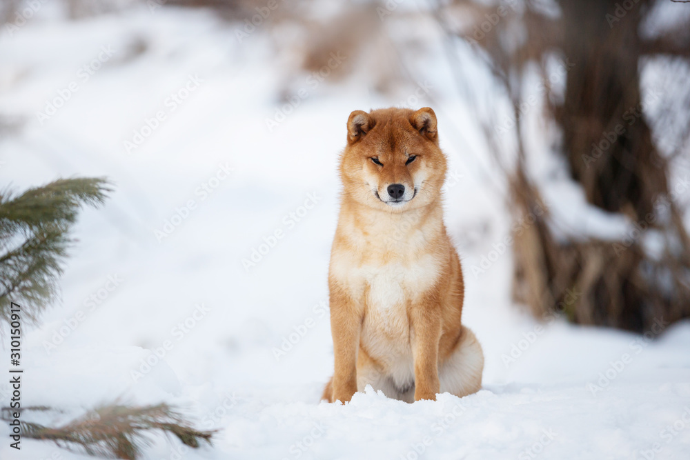 Beautiful shiba inu female dog sitting in the forest in winter. Japanese shiba inu dog in the snow