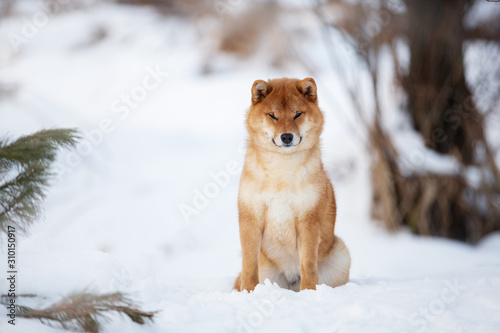 Beautiful shiba inu female dog sitting in the forest in winter. Japanese shiba inu dog in the snow
