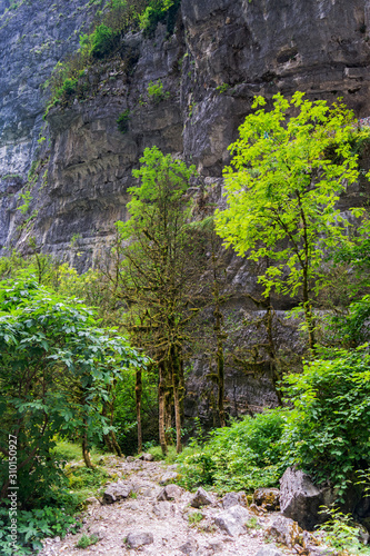 Young trees with green foliage on a cliff background