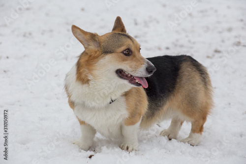Fawn and black pembroke welsh corgi is standing on a white snow. Pet animals.