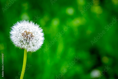 Dandelion  close-up photo in sunny weather