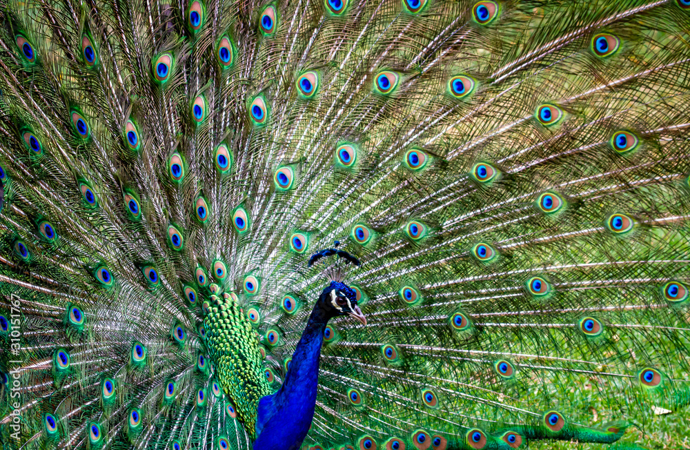 Obraz premium Peacock male