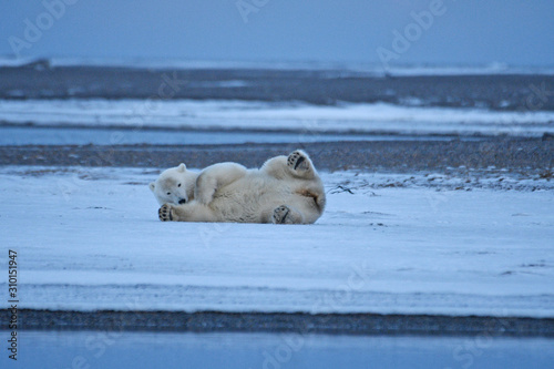 Alaska white polar bear from Arctic photo