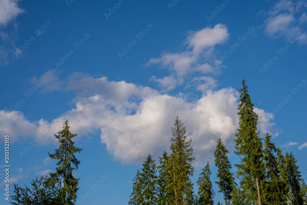Spruce forest in the Ukrainian Carpathians. Spruce forest in the Ukrainian Carpathians.