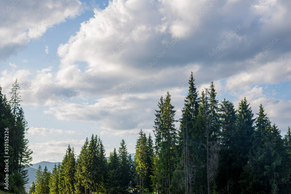 Spruce forest in the Ukrainian Carpathians.