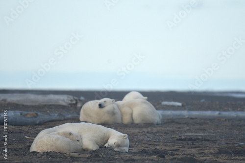 Alaska white polar bear from Arctic photo