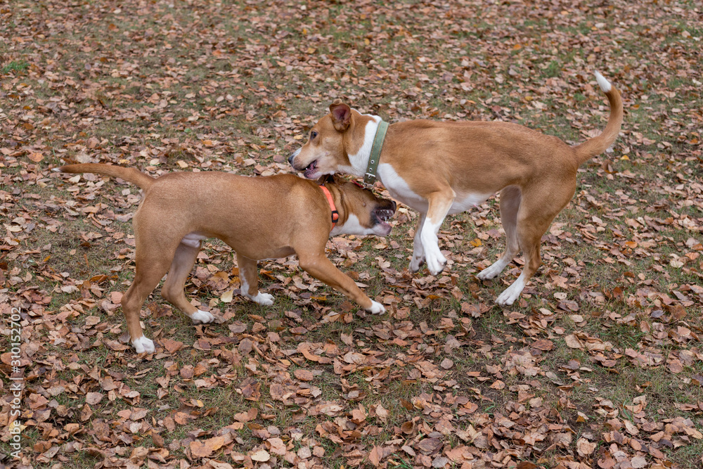 Cute american staffordshire terrier puppy and multibred dog are playing in the autumn park. Pet animals.