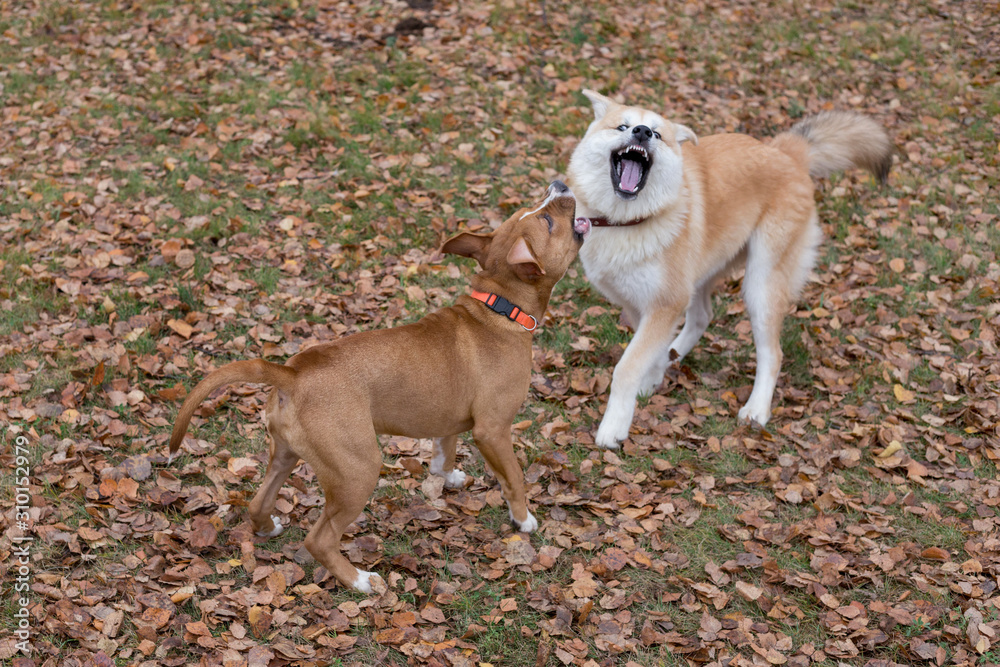 Cute american staffordshire terrier puppy and akita inu puppy are playing in the autumn park. Pet animals.
