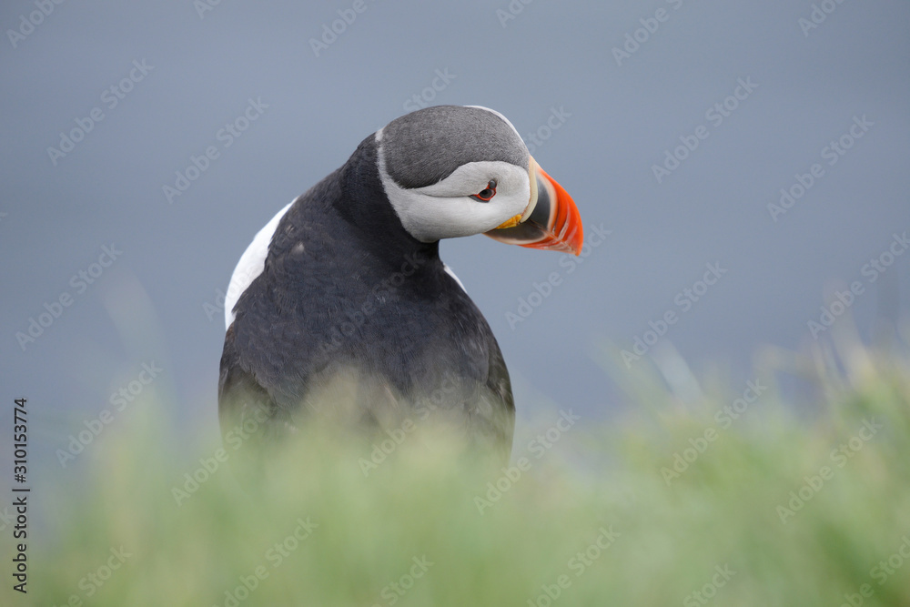 Naklejka premium Puffin from Iceland