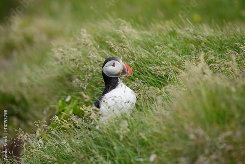 Puffin from Iceland © porbital