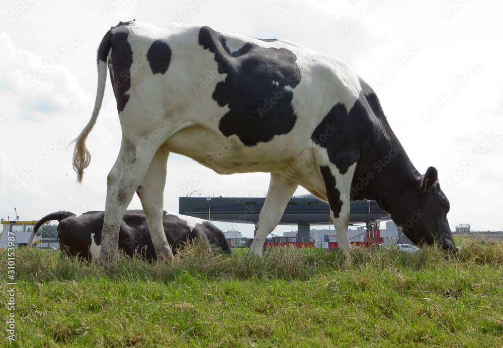 Cows in meadow. Transport of a superyacht on the river on pontoon. Shipbuilding. Cows in meadow. Transport of a superyacht on the river on pontoon. Shipbuilding.