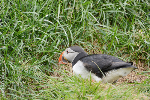 Puffin from Iceland