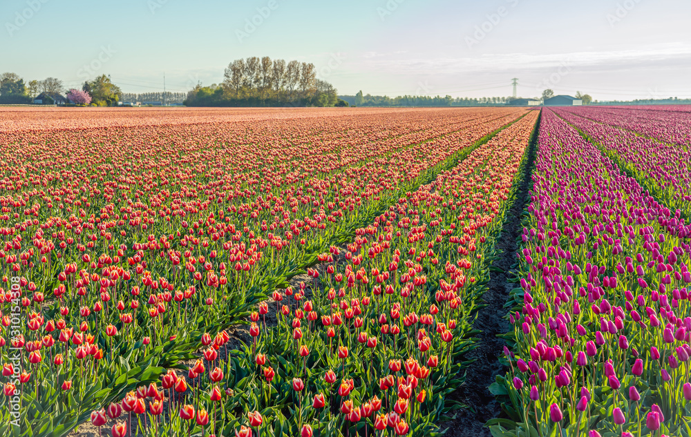 Blooming tulips in converging flower beds on the former Dutch island Goeree-Overflakkee, South Holland