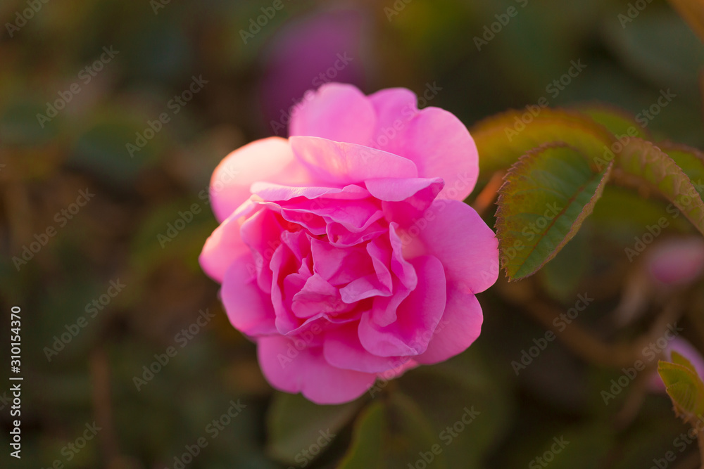 red roses with green fledd background, close up photography