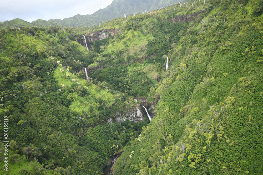 Kauai jungle